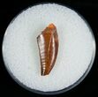 Serrated Raptor Tooth From Morocco - #6896-1